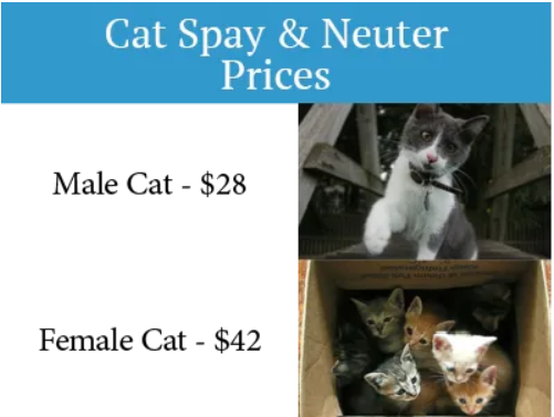 how much does it cost to get a cat neutered